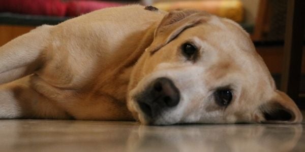 Dog ate a clearance whole stick of butter